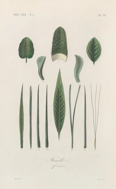 Traite De Botanique Generale Pl 036