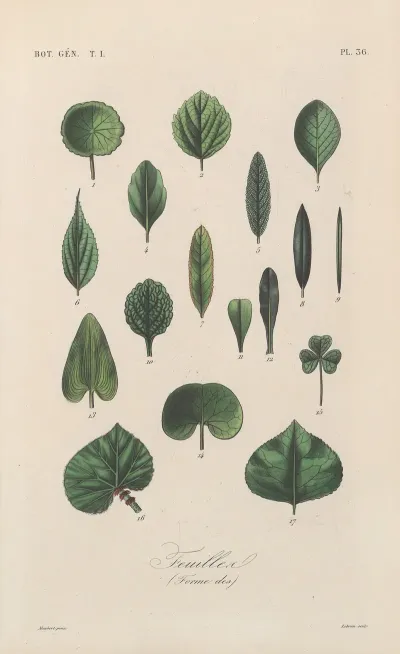 Traite De Botanique Generale Pl 037