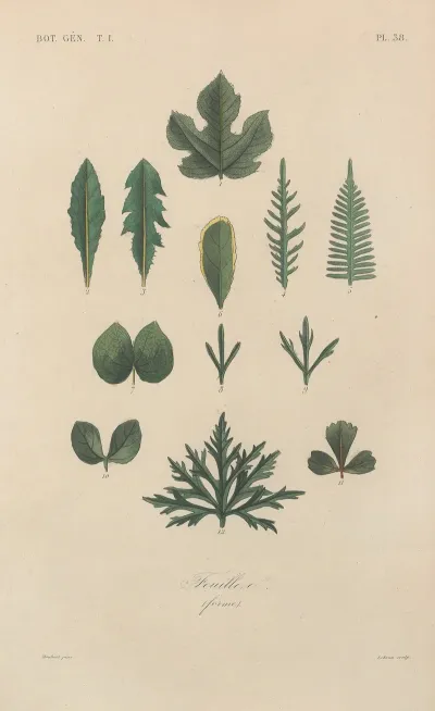 Traite De Botanique Generale Pl 039