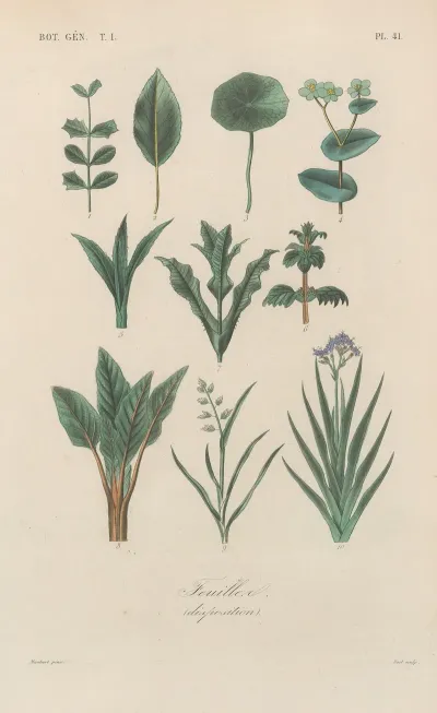 Traite De Botanique Generale Pl 042