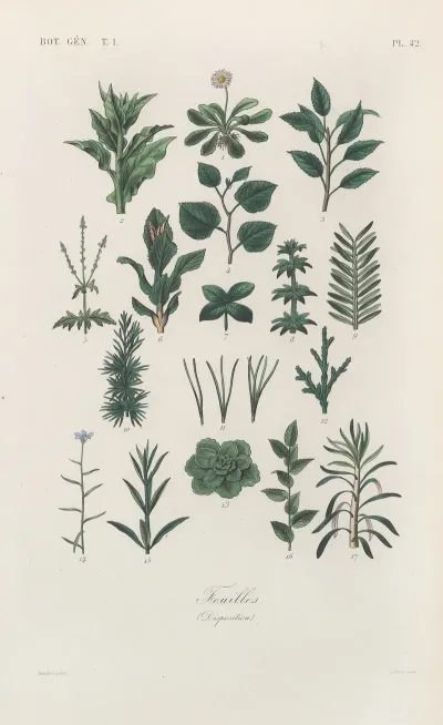 Traite De Botanique Generale Pl 043