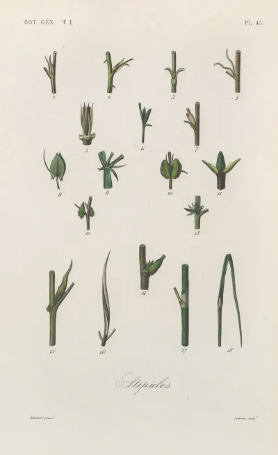 Traite De Botanique Generale Pl 046