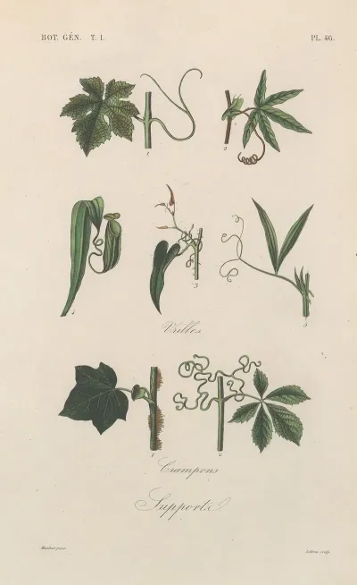 Traite De Botanique Generale Pl 047