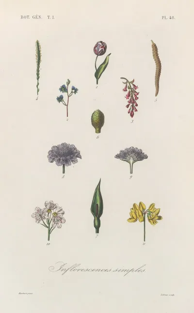 Traite De Botanique Generale Pl 049