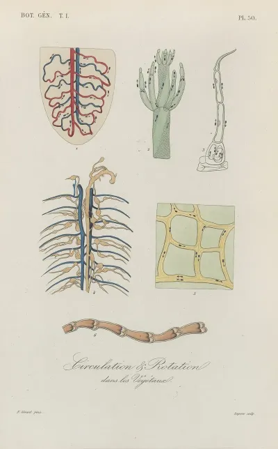 Traite De Botanique Generale Pl 051