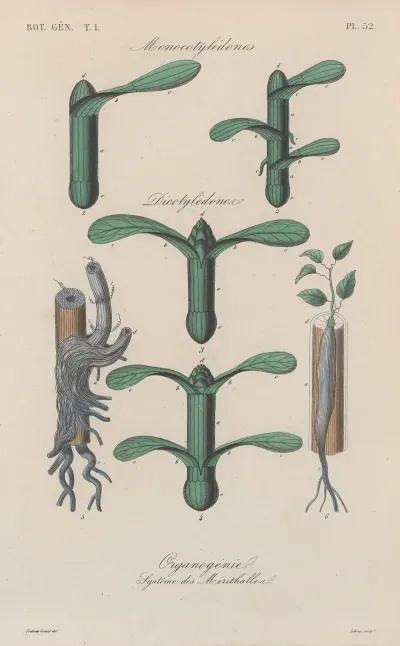 Traite De Botanique Generale Pl 053