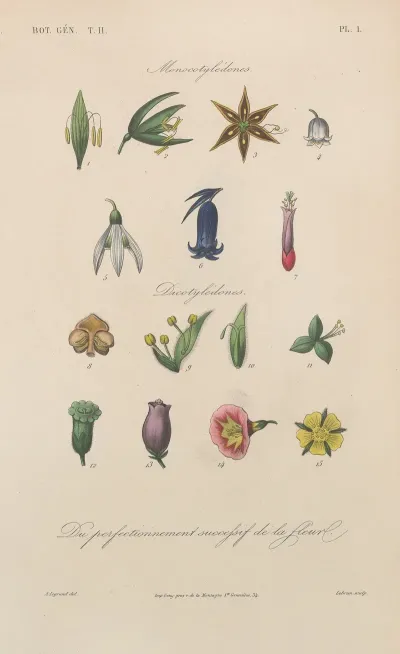 Traite De Botanique Generale Pl 054