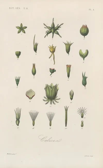 Traite De Botanique Generale Pl 055