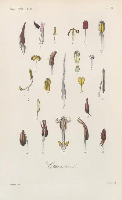Traite De Botanique Generale Pl 060