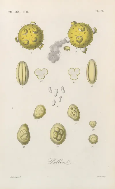 Traite De Botanique Generale Pl 061