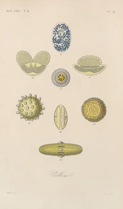 Traite De Botanique Generale Pl 063