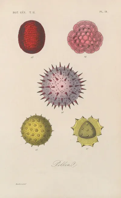 Traite De Botanique Generale Pl 065