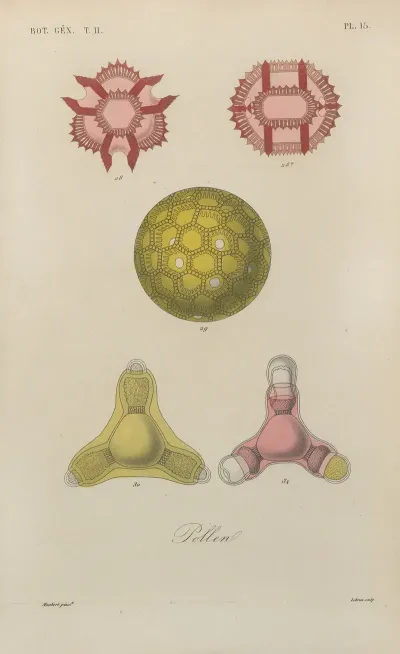 Traite De Botanique Generale Pl 066