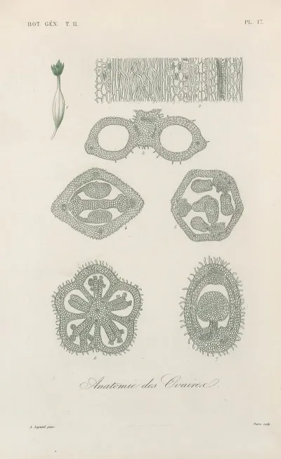 Traite De Botanique Generale Pl 068