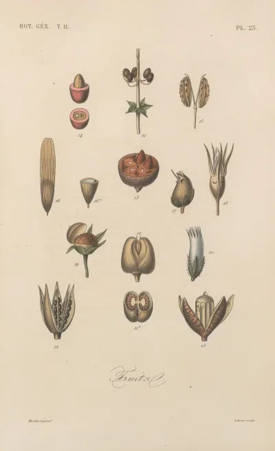 Traite De Botanique Generale Pl 074