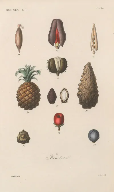 Traite De Botanique Generale Pl 075
