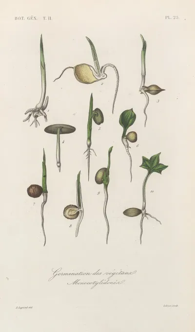 Traite De Botanique Generale Pl 076