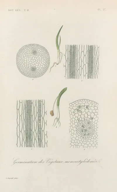 Traite De Botanique Generale Pl 078