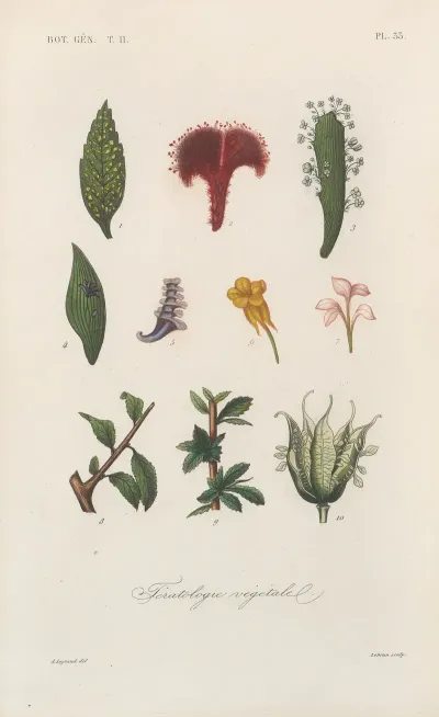 Traite De Botanique Generale Pl 084