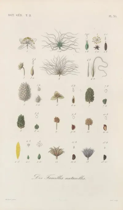 Traite De Botanique Generale Pl 086