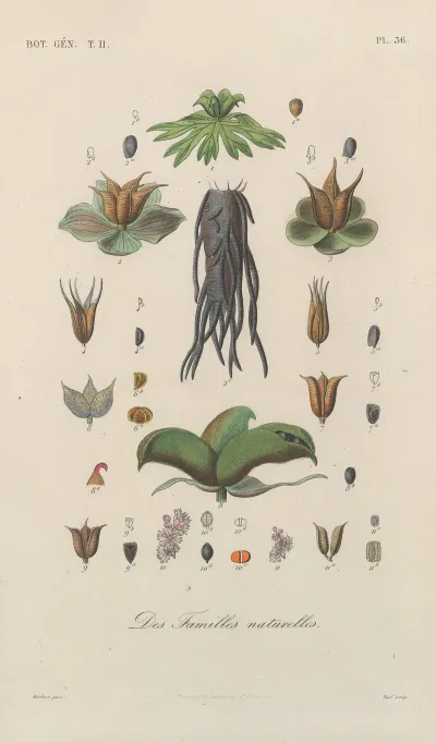Traite De Botanique Generale Pl 087