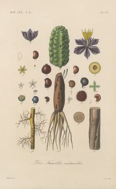 Traite De Botanique Generale Pl 089