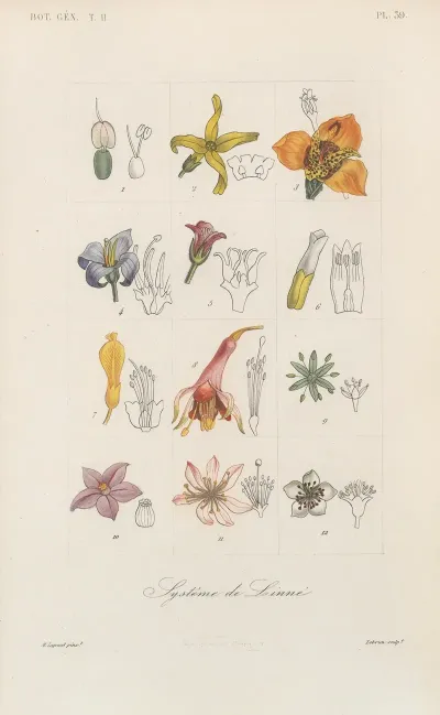 Traite De Botanique Generale Pl 090