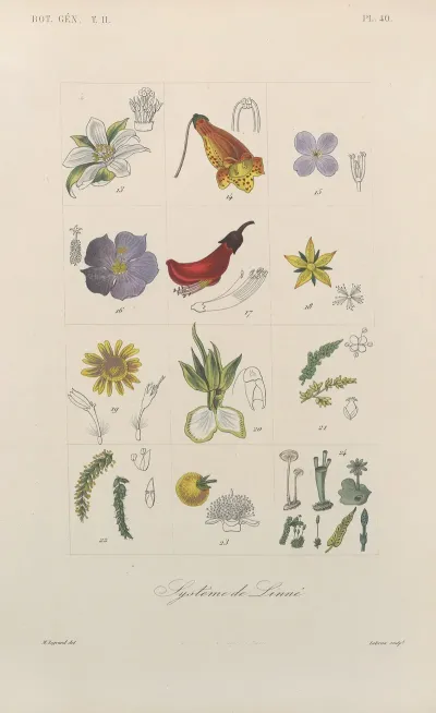 Traite De Botanique Generale Pl 091