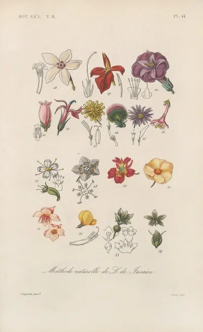 Traite De Botanique Generale Pl 095