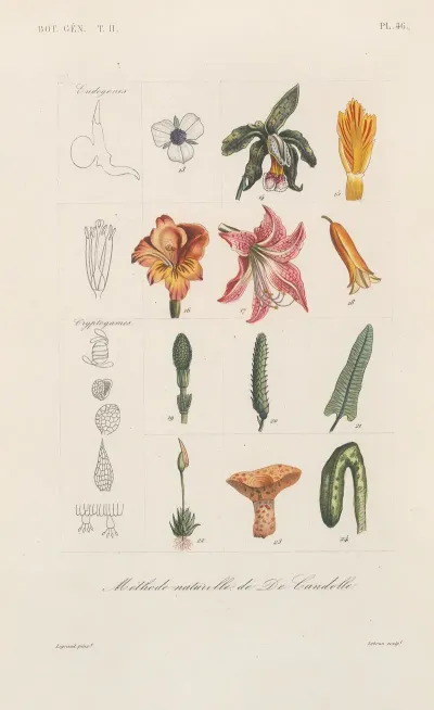 Traite De Botanique Generale Pl 097