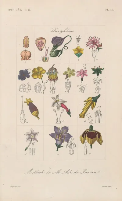 Traite De Botanique Generale Pl 100