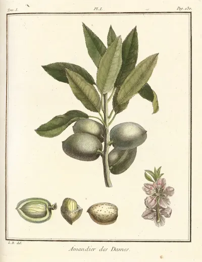 Traite Des Arbres Fruitiers Pl 01