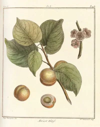 Traite Des Arbres Fruitiers Pl 05
