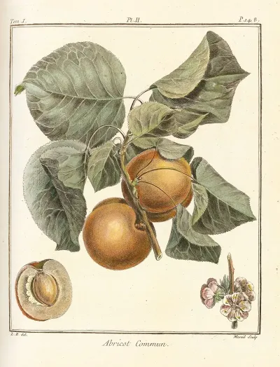 Traite Des Arbres Fruitiers Pl 06