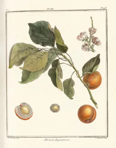 Traite Des Arbres Fruitiers Pl 07