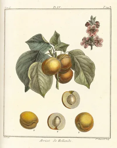 Traite Des Arbres Fruitiers Pl 08