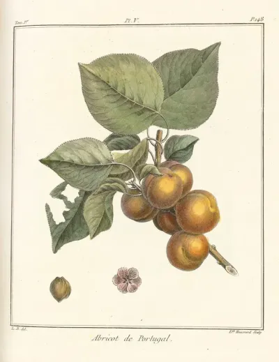 Traite Des Arbres Fruitiers Pl 09