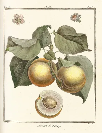 Traite Des Arbres Fruitiers Pl 10