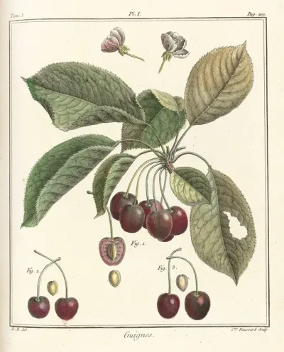 Traite Des Arbres Fruitiers Pl 12