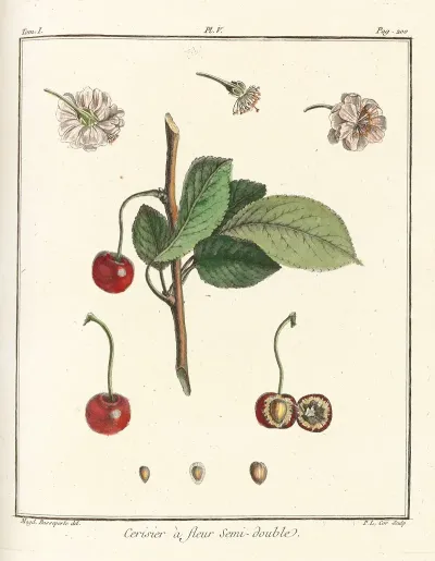 Traite Des Arbres Fruitiers Pl 16