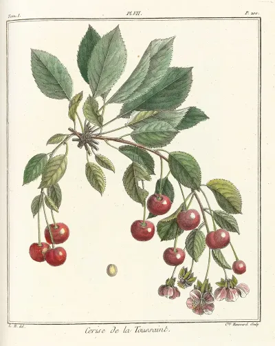 Traite Des Arbres Fruitiers Pl 18