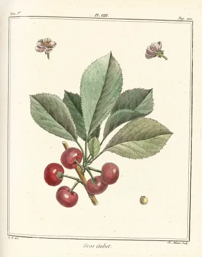 Traite Des Arbres Fruitiers Pl 19