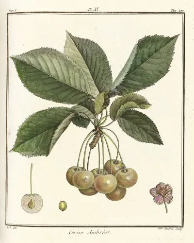 Traite Des Arbres Fruitiers Pl 22