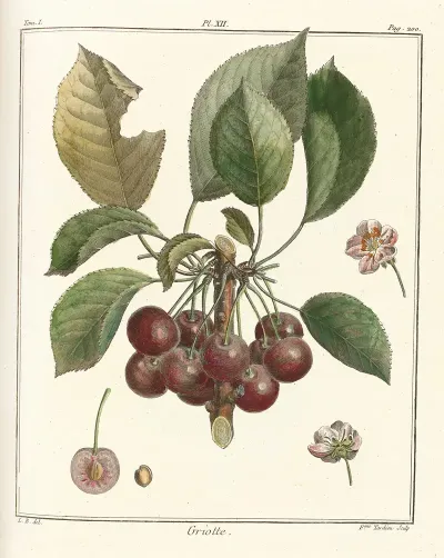 Traite Des Arbres Fruitiers Pl 23