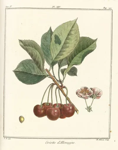 Traite Des Arbres Fruitiers Pl 25