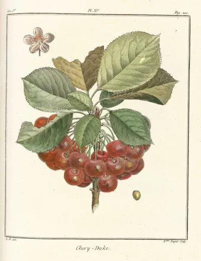 Traite Des Arbres Fruitiers Pl 26