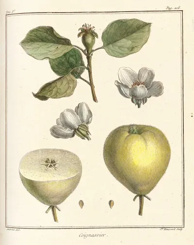 Traite Des Arbres Fruitiers Pl 28