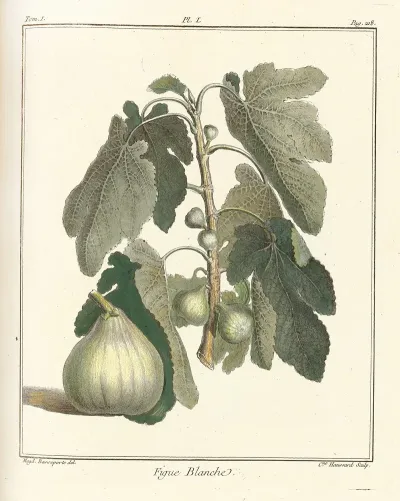 Traite Des Arbres Fruitiers Pl 29