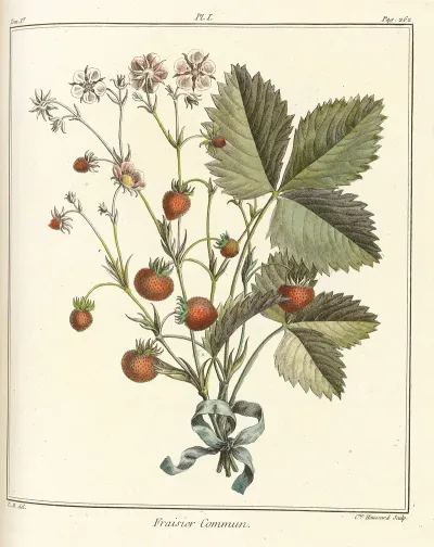 Traite Des Arbres Fruitiers Pl 31