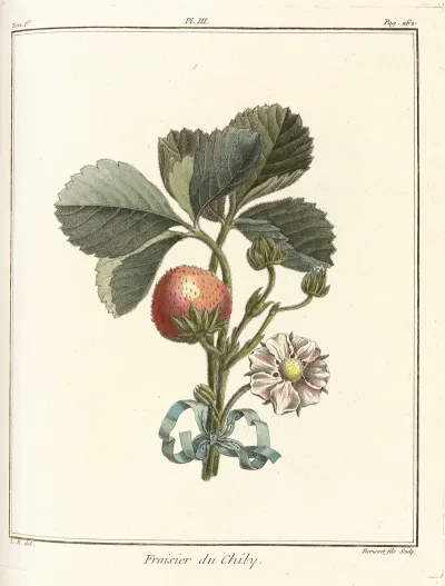 Traite Des Arbres Fruitiers Pl 33